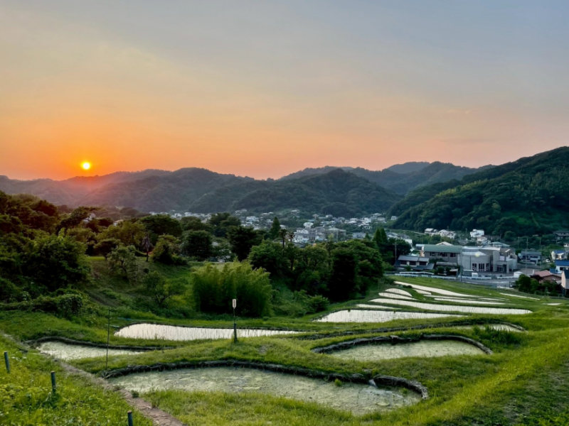 葉山上山口棚田